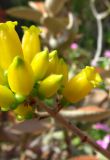 Kalanchoe orgyalis