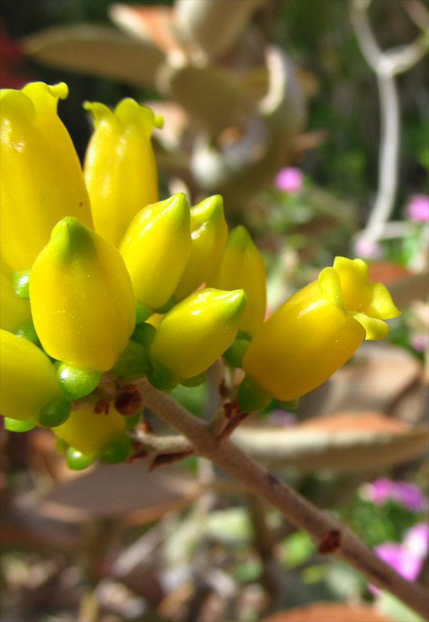 Image of Kalanchoe orgyalis specimen.