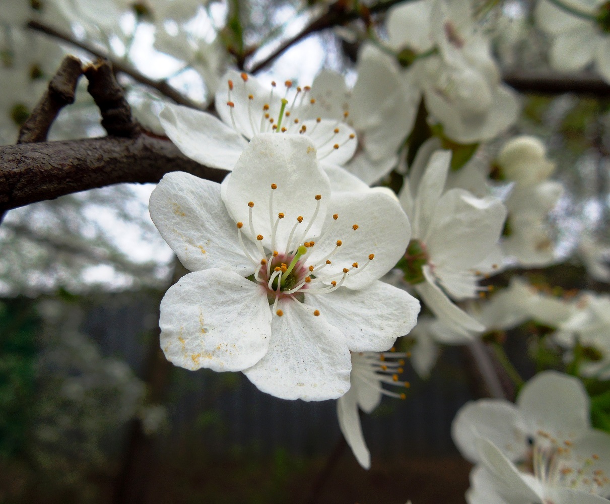 Image of Prunus cerasifera specimen.
