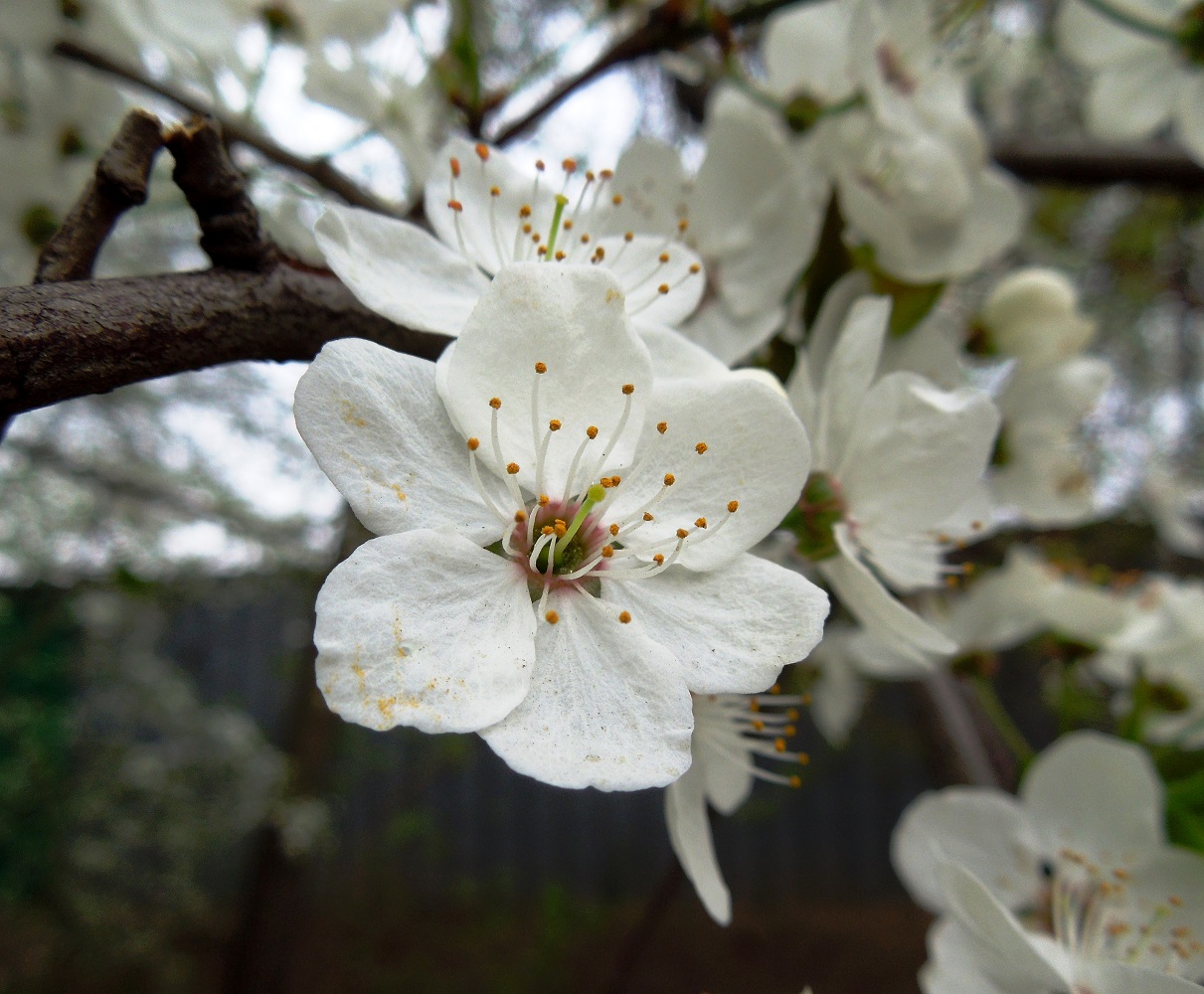 Изображение особи Prunus cerasifera.