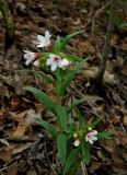 Aegonychon purpureocaeruleum