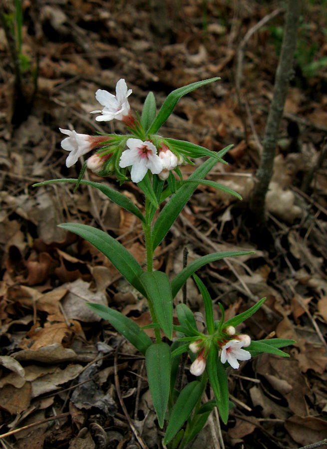 Image of Aegonychon purpureocaeruleum specimen.