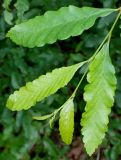 Nothofagus pumilio. Верхушка побега с молодыми листьями. Германия, г. Дюссельдорф, Ботанический сад университета. 04.05.2014.