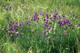 Centaurea scabiosa. Цветущие растения. Московская обл., Истринский р-н, с. Павловская Слобода. 20.06.2007.