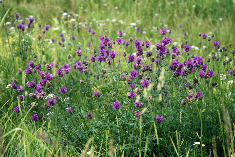 Image of Centaurea scabiosa specimen.