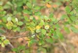 Rhamnus alaternus. Веточка с незрелыми плодами. Крым, окр. Ялты, заповедник Мыс Мартьян. 13 мая 2014 г.