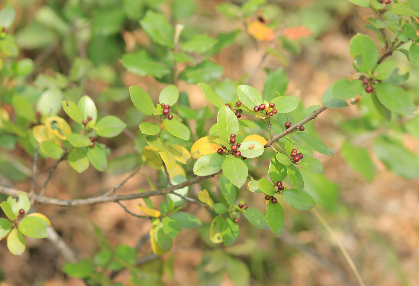 Image of Rhamnus alaternus specimen.