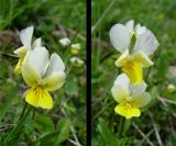 Viola arvensis