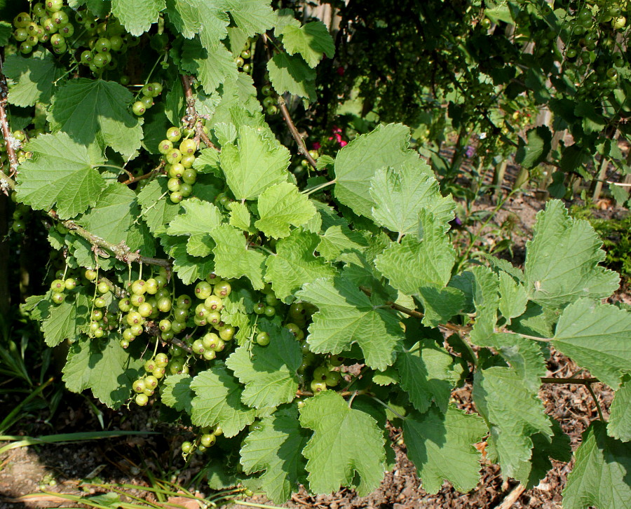 Image of Ribes rubrum specimen.