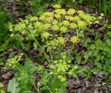 Pastinaca sativa. Соцветия. Германия, г. Дюссельдорф, Ботанический сад университета. 02.06.2014.