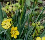 Sisyrinchium macrocarpum. Цветки и невызревшие соплодия. Германия, г. Дюссельдорф, Ботанический сад университета. 02.06.2014.