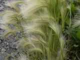 Hordeum jubatum