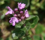 genus Thymus. Верхушка цветущего растения. Адыгея, Лагонаки, плато Абадзеш-Мурзикал, 1800 м н.у.м., субальпика. 12.07.2014.