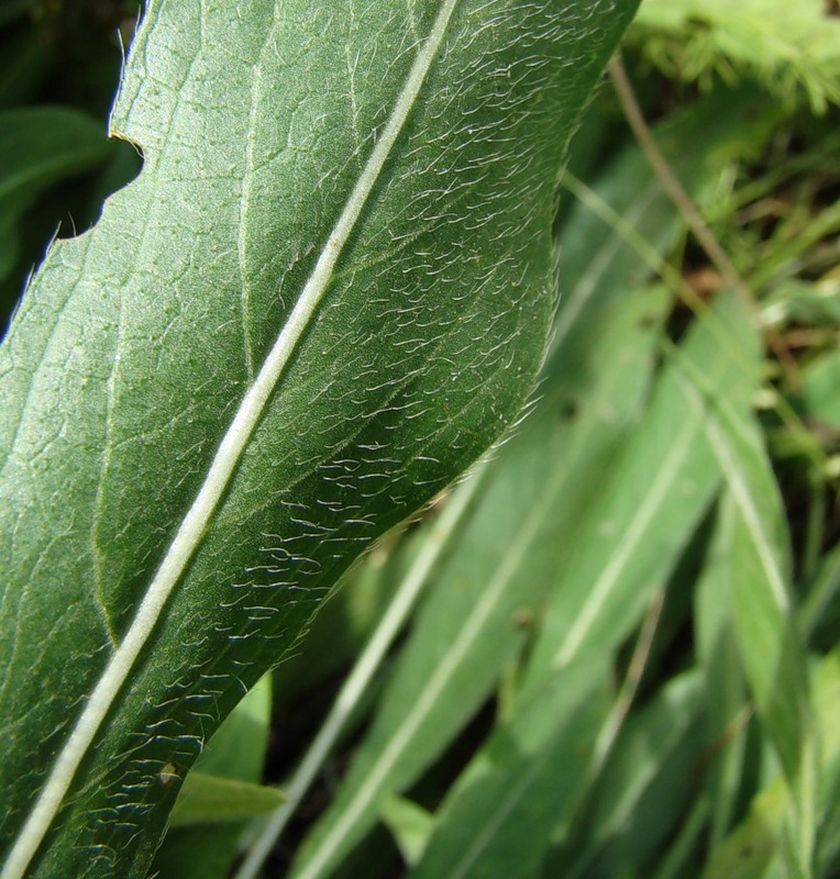 Изображение особи Cephalaria uralensis.