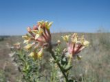 Dendrostellera ammodendron. Соцветие. Казахстан, Алматинская обл., юго-зап. шлейфы Джунгарского Алатау, правая сторона каньона р. Или в окр. вдхр. Капчагай. 9 июня 2012 г.
