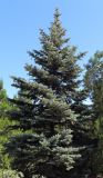 Picea pungens форма glauca. Взрослое растение с шишками. Ростовская обл., г. Таганрог, сквер. 01.08.2014.