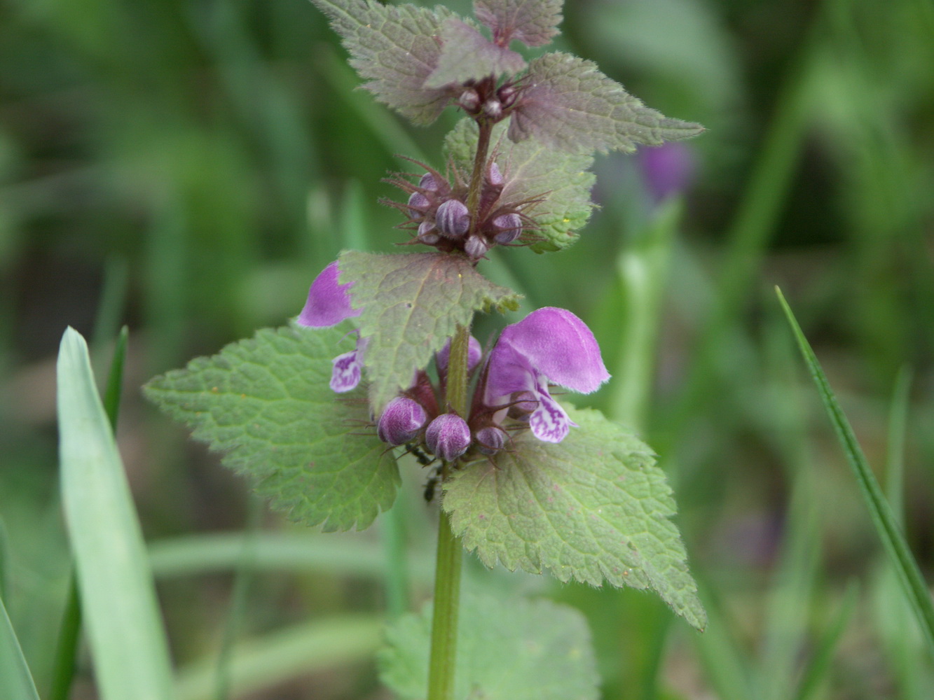 Изображение особи Lamium maculatum.