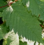 genus Aruncus. Сегмент сложного листа. Германия, г. Дюссельдорф, Ботанический сад университета. 03.07.2014.