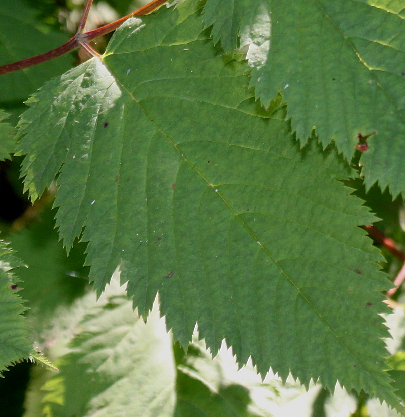 Изображение особи род Aruncus.