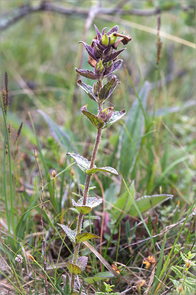 Изображение особи Bartsia alpina.