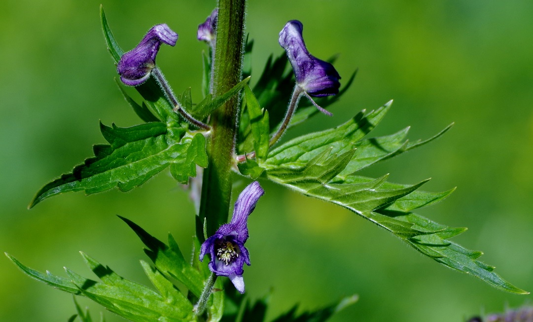 Изображение особи Aconitum leucostomum.