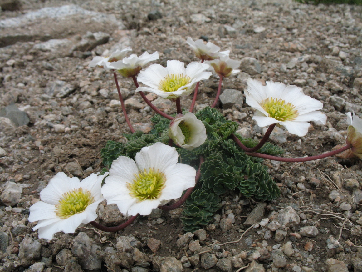 Image of Callianthemum alatavicum specimen.
