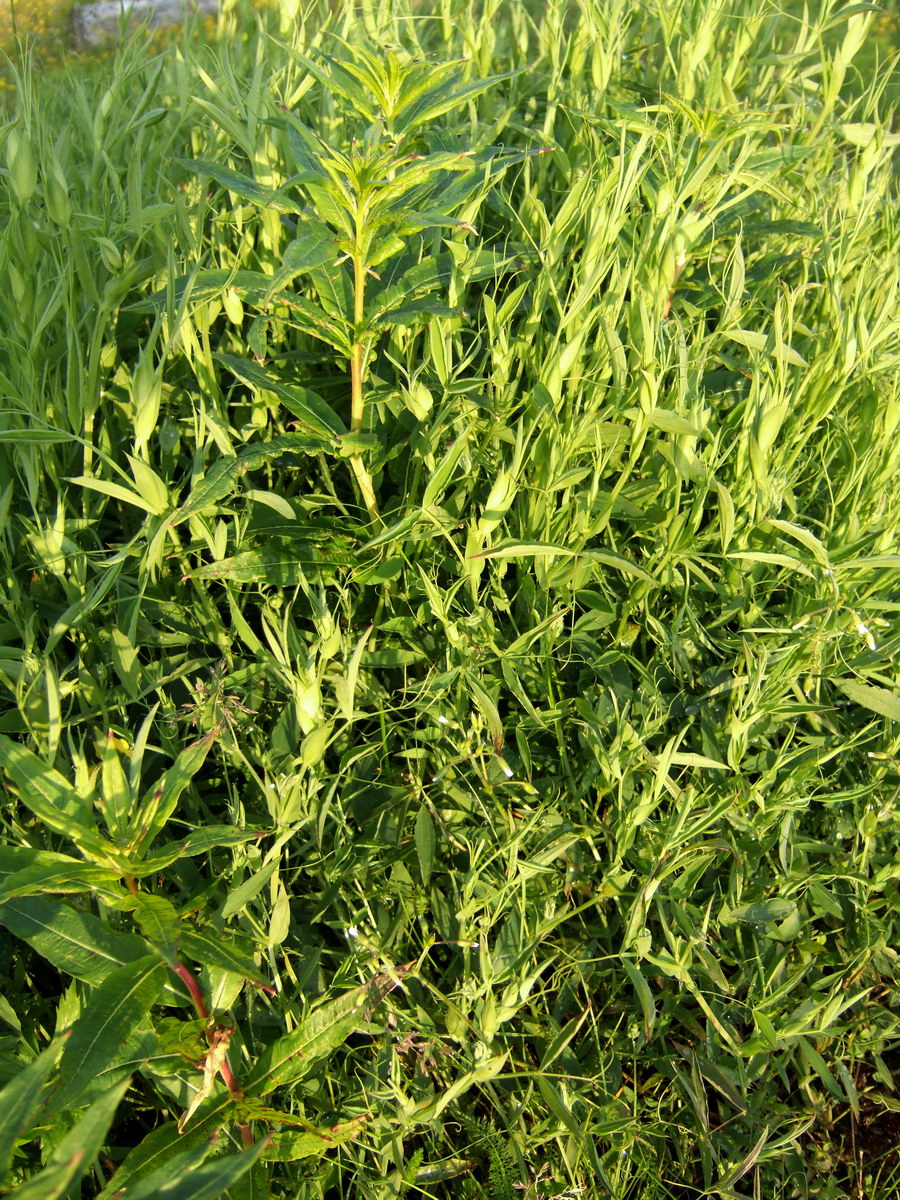 Image of Lathyrus pratensis specimen.