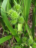 Sparganium erectum