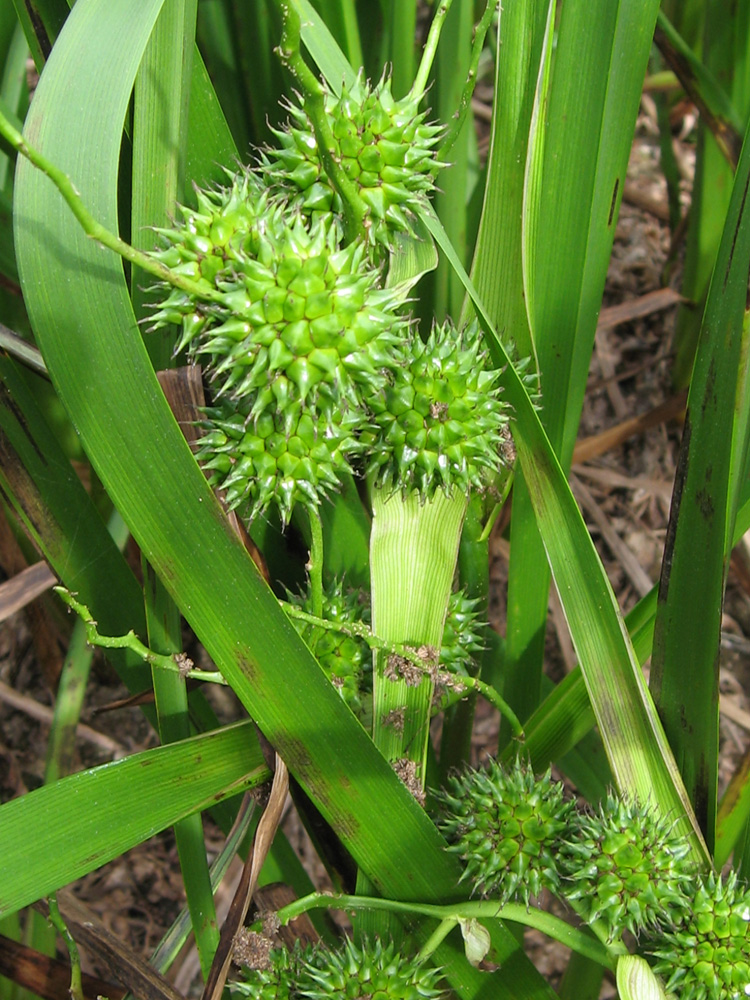 Image of Sparganium erectum specimen.