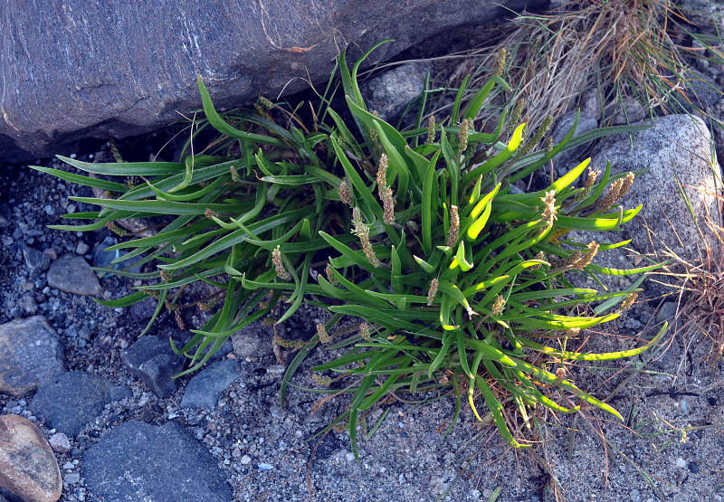 Image of Plantago maritima specimen.