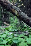 Cirsium dealbatum. Цветущее растение. Карачаево-Черкесия, окрестности города Теберда, долина р. Бадук. 01.08.2014.