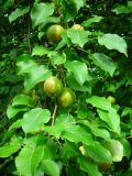 genus Pyrus