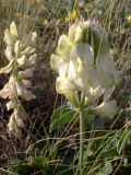 Hedysarum grandiflorum