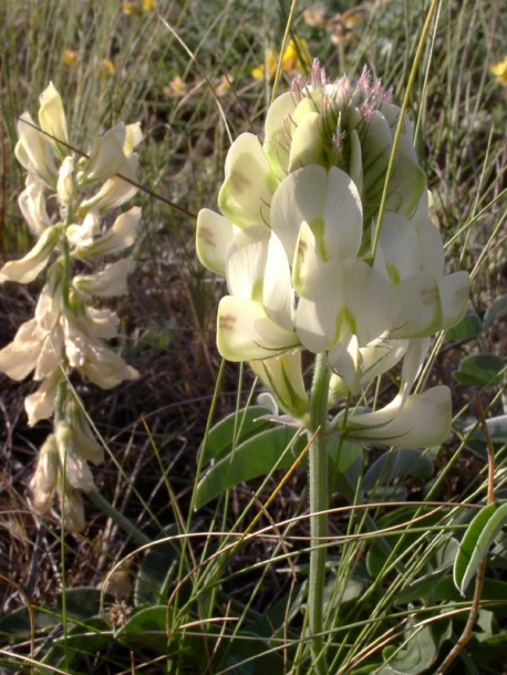 Изображение особи Hedysarum grandiflorum.