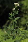 Galium rubioides. Верхушка цветущего растения. Белгородская обл., окр. пос. Борисовка, Острасьев Яр, луг на опушке байрачной дубравы. 30.06.2009.