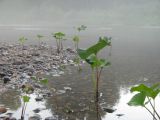 Petasites radiatus