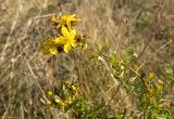 Hypericum perforatum