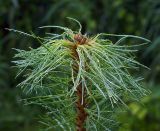 Pinus sibirica