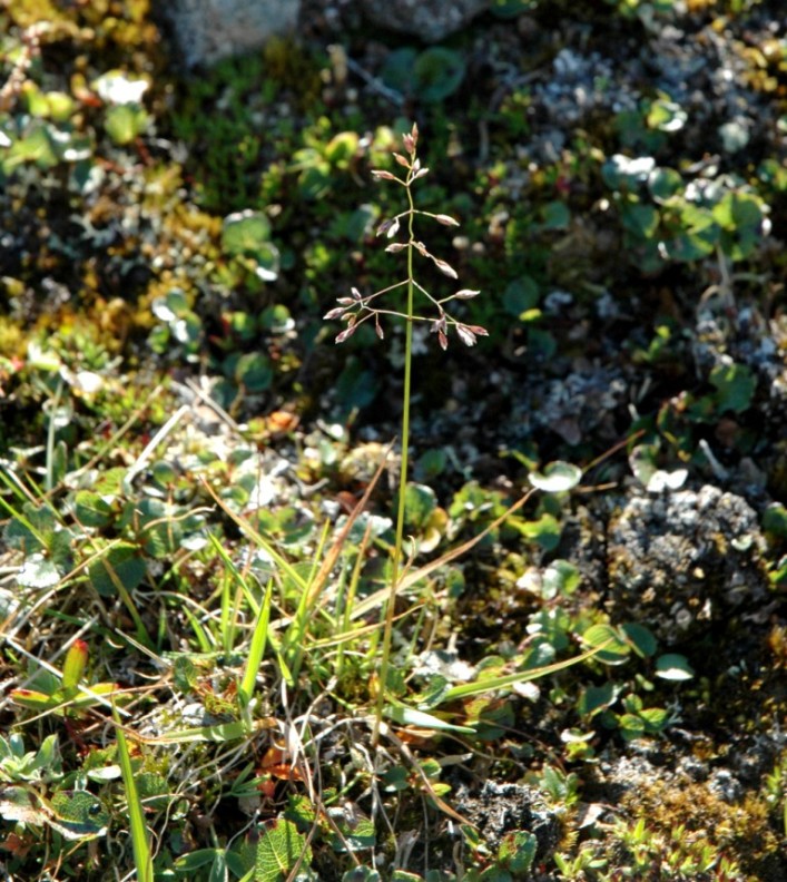 Image of Poa arctica specimen.