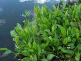 Sagittaria platyphylla