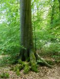 Fagus sylvatica. Прикорневая часть ствола взрослого дерева. Германия, г. Хаген, окр. замка Хоенлимбург (Hohenlimburg). Июль 2014 г.