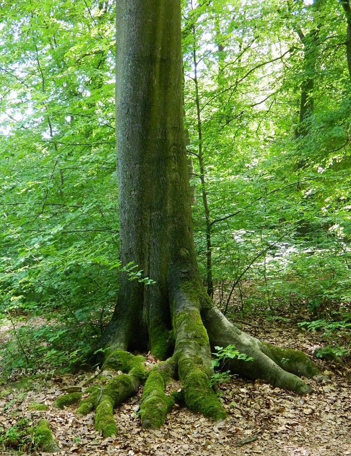 Изображение особи Fagus sylvatica.