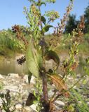 Veronica anagallis-aquatica. Часть побега плодоносящего растения. Краснодарский край, окр. г. Крымск, берег р. Адагум. 27.06.2014.