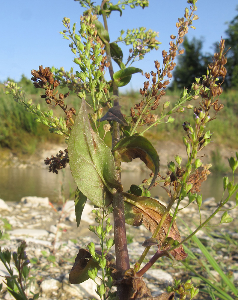 Image of Veronica anagallis-aquatica specimen.