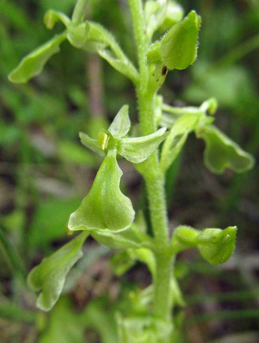 Изображение особи Listera convallarioides.