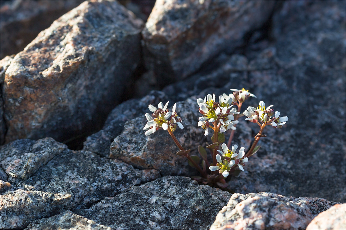 Image of genus Cochlearia specimen.