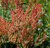 Rumex acetosa. Часть общего соцветия. Московская обл., Раменский р-н, окр. ж.-д. платформы Хрипань, залежь. 14.07.2015.