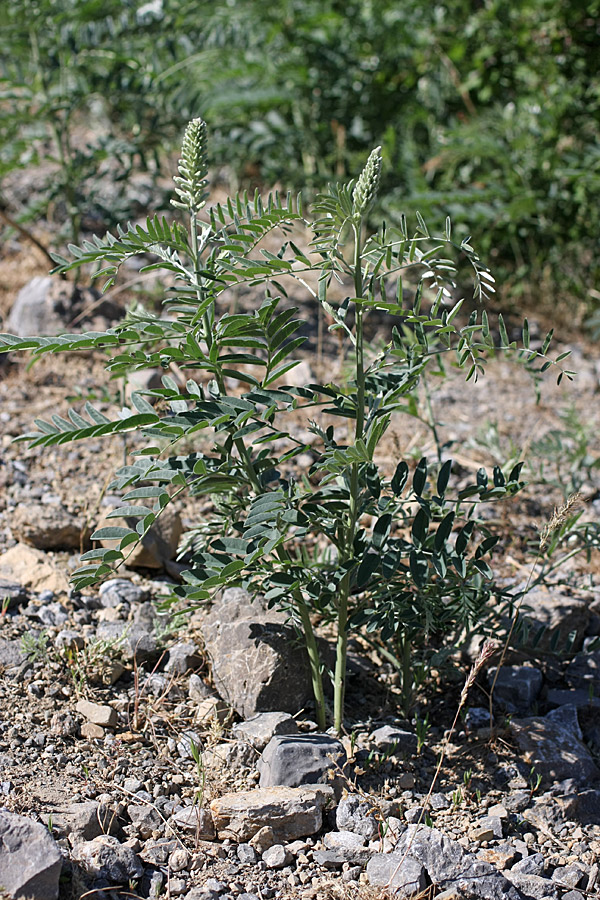 Изображение особи Pseudosophora alopecuroides.