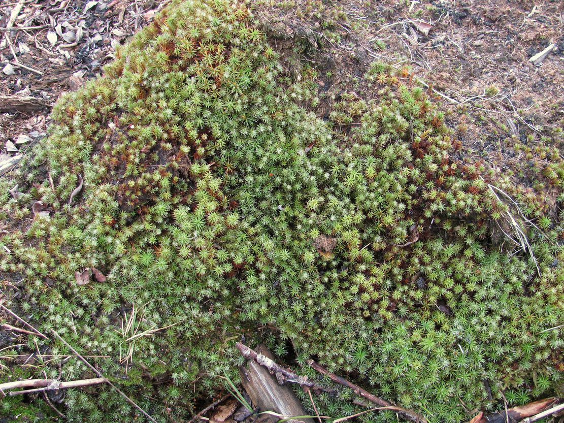 Изображение особи Polytrichum juniperinum.