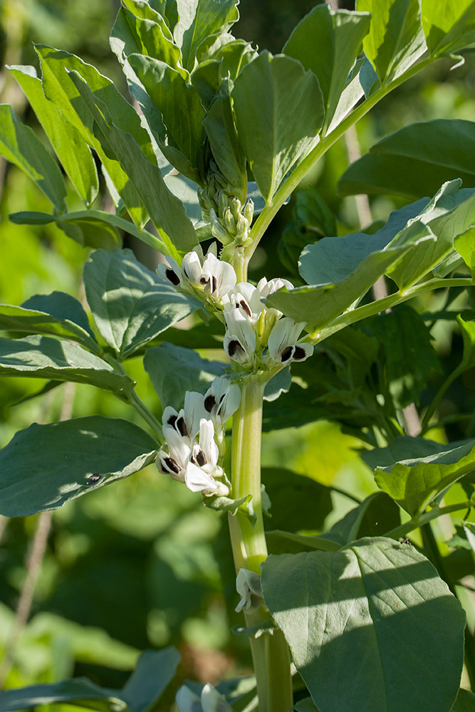 Изображение особи Vicia faba.